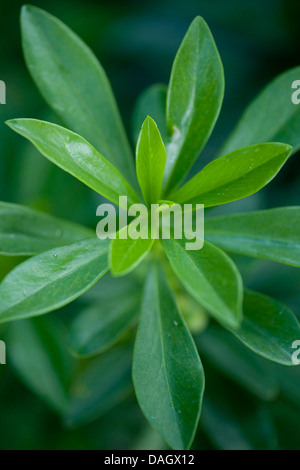 Seidelbast, Februar Daphne (Daphne Mezereum), Blätter, Deutschland Stockfoto