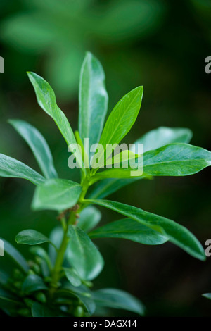 Seidelbast, Februar Daphne (Daphne Mezereum), Niederlassung Deutschland Stockfoto