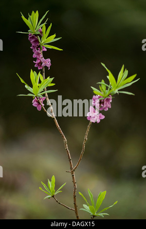 Seidelbast, Februar Daphne (Daphne Mezereum), blühende Zweige, Deutschland Stockfoto