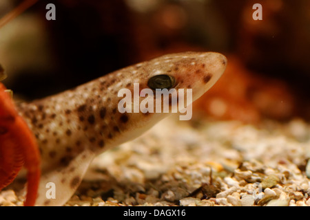 Lesser Spotted Katzenhai Scyliorhinus Canicula Erwachsene, Close up. Stockfoto