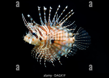 Zebra Rotfeuerfische (Dendrochirus Zebra), Schwimmen Stockfoto