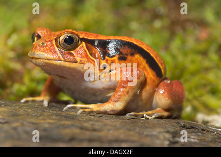 Südlichen Tomatenfrosch (Dyscophus Guineti), auf Felsen sitzend Stockfoto