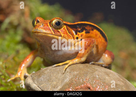 Südlichen Tomatenfrosch (Dyscophus Guineti), auf einem Stein sitzend Stockfoto