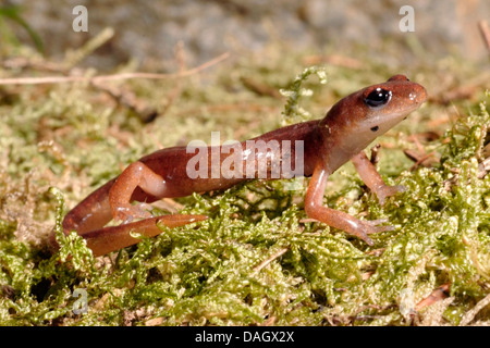 Gemeinsame Ensatina (Ensatina Eschscholtzii), sitzen auf Moos Stockfoto