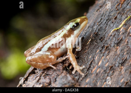 Phantasmal poison Frog (Epipedobates Tricolor), auf Rinde Stockfoto