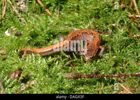 Südlichen zwei gesäumten Salamander (Eurycea Cirrigera), sitzen auf Moos Stockfoto