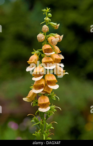 rostige Fingerhut (Digitalis Ferruginea), Blütenstand Stockfoto