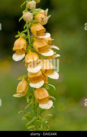 rostige Fingerhut (Digitalis Ferruginea), Blütenstand Stockfoto