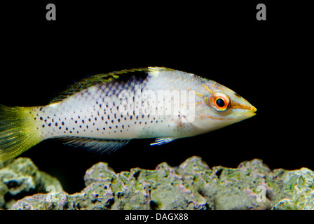 Schachbrett Lippfisch (Halichoeres Hortulanus), junge Fische Stockfoto