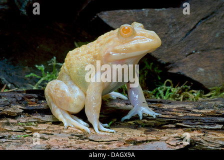 East Asian Bullfrog, taiwanesische Frosch, chinesische essbare Frosch (Hoplobatrachus Rugulosus), albino Stockfoto