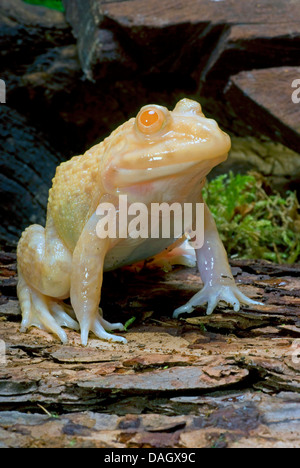 East Asian Bullfrog, taiwanesische Frosch, chinesische essbare Frosch (Hoplobatrachus Rugulosus), albino Stockfoto