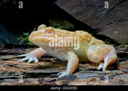 East Asian Bullfrog, taiwanesische Frosch, chinesische essbare Frosch (Hoplobatrachus Rugulosus), albino Stockfoto