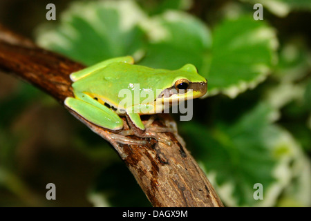 Gemeinsamen chinesischer Laubfrosch (Hyla Chinensis), auf einem Ast Stockfoto