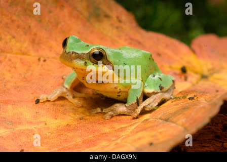 Gemeinsamen chinesischer Laubfrosch (Hyla Chinensis), auf braune Blatt Stockfoto