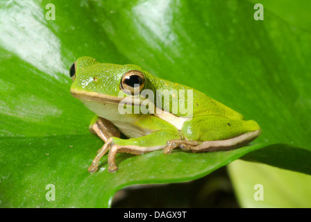 Grünes Treefrog, North American Green Treefrog (Hyla Cinerea), auf einem Blatt Stockfoto