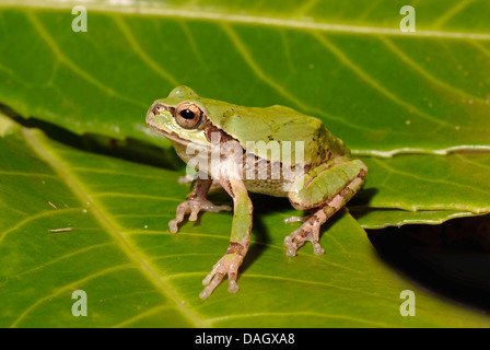 Japanischer Laubfrosch (Hyla Japonica), auf einem Blatt Stockfoto