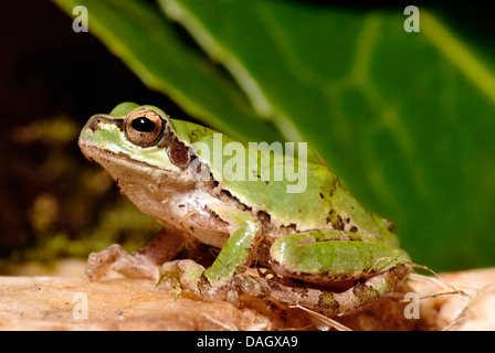 Japanischer Laubfrosch (Hyla Japonica), auf einem Blatt Stockfoto