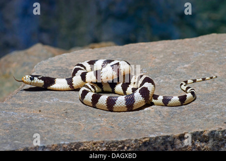 Kalifornien Kingsnake (Lampropeltis Getula Californiae), auf einem Stein Stockfoto