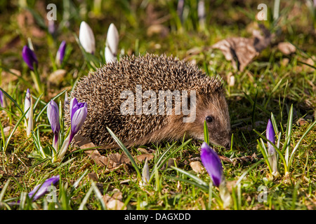 Westlichen Igel, Europäische Igel (Erinaceus Europaeus), auf einer Wiese unter Krokusse, Deutschland, Bayern Stockfoto