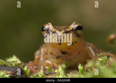 Mitchells Reed Frog (Hyperolius Mitchelli), sitzen auf Totholz Stockfoto