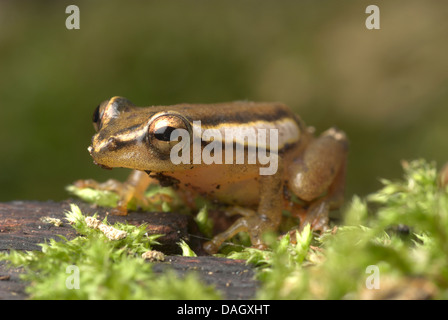 Mitchells Reed Frog (Hyperolius Mitchelli), sitzen auf Totholz Stockfoto