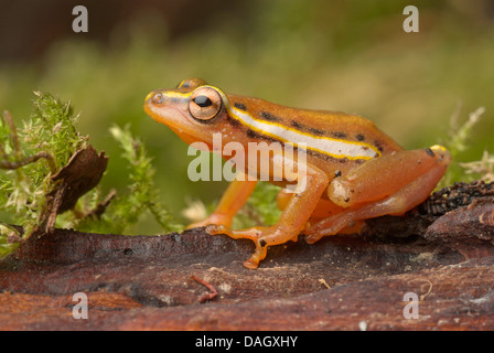 Mitchells Reed Frog (Hyperolius Mitchelli), sitzen auf Totholz Stockfoto