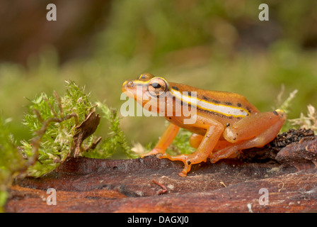 Mitchells Reed Frog (Hyperolius Mitchelli), sitzen auf Totholz Stockfoto