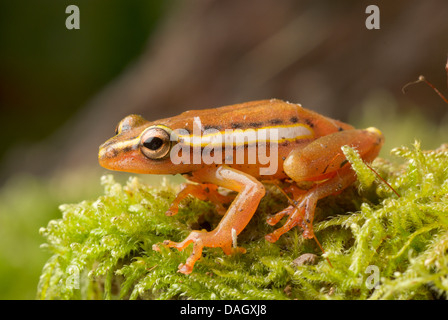 Mitchells Reed Frog (Hyperolius Mitchelli), sitzen auf bemoosten Totholz Stockfoto