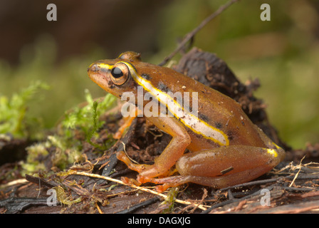 Mitchells Reed Frog (Hyperolius Mitchelli), sitzen auf Totholz Stockfoto