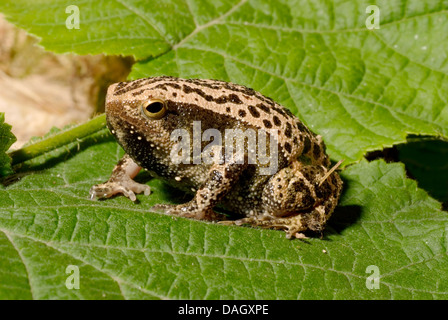 Black-Spotted Narrow-Mouthed Frosch, schwarz gefleckten klebrige Frosch (Kalophrynus Pleurostigma), auf einem Blatt Stockfoto