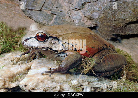 Südamerikanische Ochsenfrosch, Smokey Dschungel Frosch (Leptodactylus Pentadactylus), auf einem Stein Stockfoto