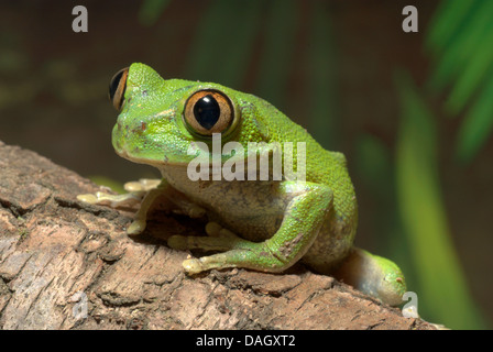 Big Eyed Frog, Pfau Laubfrosch (Leptopelis Vermiculatus), auf einem Ast Stockfoto