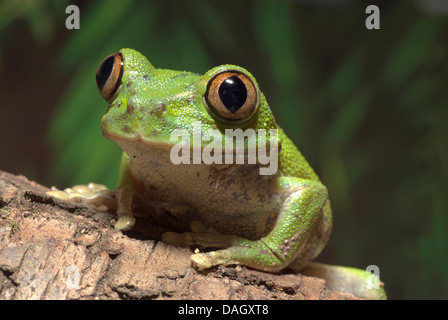 Big Eyed Frog, Pfau Laubfrosch (Leptopelis Vermiculatus), portrait Stockfoto