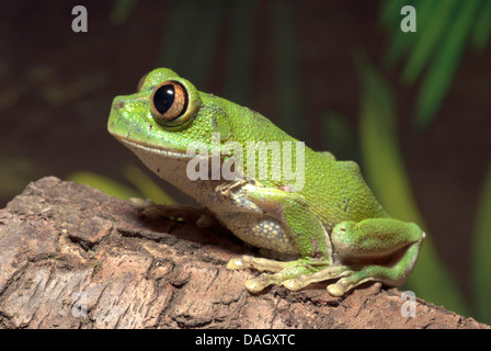 Big Eyed Frog, Pfau Laubfrosch (Leptopelis Vermiculatus), auf einem Ast Stockfoto