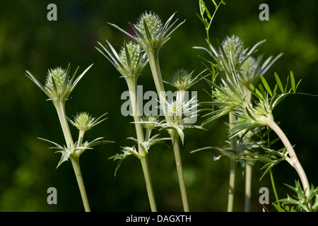 Mittelmeer-Holly (Eryngium Bourgatii), Blütenstände Stockfoto