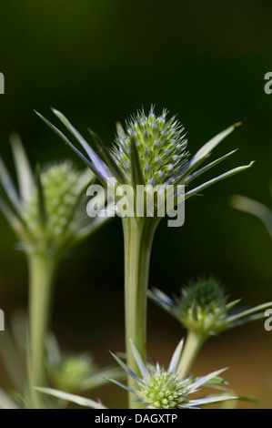 Mittelmeer-Holly (Eryngium Bourgatii), Blütenstände Stockfoto