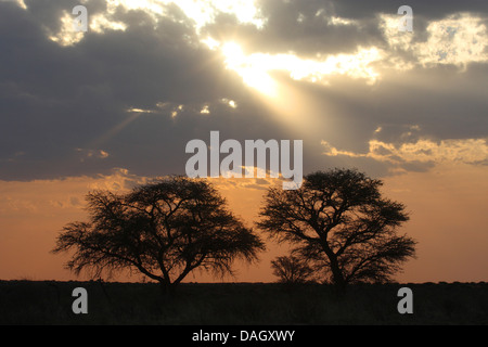 Sonnenuntergang über der Kalahari, Südafrika Kgalagadi Transfrontier National Park Stockfoto