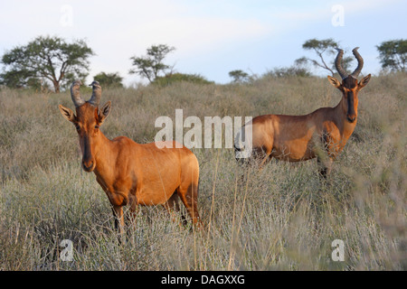 rote Kuhantilope (Alcelaphus Buselaphus), zwei Tiere in der Savanne, Südafrika Kgalagadi Transfrontier National Park Stockfoto