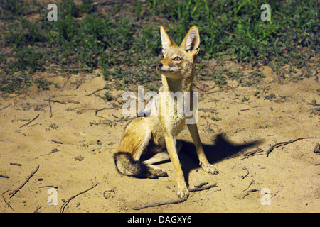 Black-backed Jackal (Canis Mesomelas) sitzen beleuchtet in der Nacht auf einem Boden Boden, Südafrika, Kgalagadi Transfrontier National Park Stockfoto