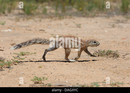 Südafrikanische Grundeichhörnchen, Kap-Borstenhörnchen (Geosciurus Inauris, Xerus Inauris), Fuß über Boden Boden, Südafrika Kgalagadi Transfrontier National Park Stockfoto