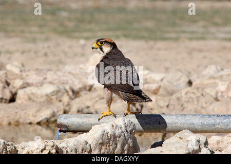 Lanner Falke (Falco Biarmicus), männliche sitzen auf eine Pipe Zufluss von Wasser Platz, Südafrika, Kgalagadi Transfrontier National Park Stockfoto