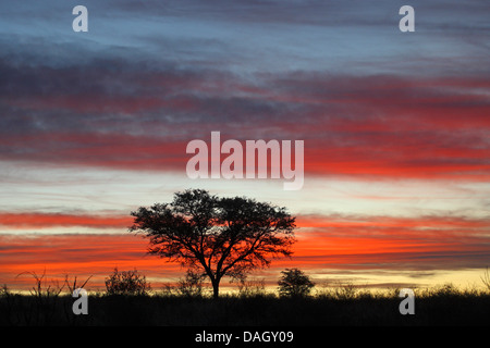 Silhouette eines einzigen Baumes in der Savanne bei Sonnenuntergang, Südafrika Kgalagadi Transfrontier National Park Stockfoto