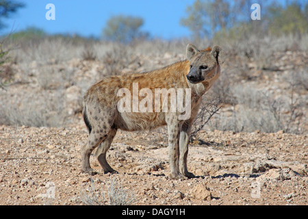 Gefleckte Hyänen (Crocuta Crocuta), stehen in der Savanne, Südafrika Kgalagadi Transfrontier National Park Stockfoto