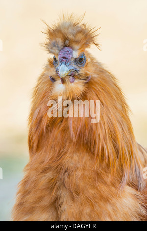 Silkie, seidig Huhn (Gallus Gallus F. Domestica), Porträt von einem seidigen Geflügel, Deutschland, Nordrhein-Westfalen Stockfoto