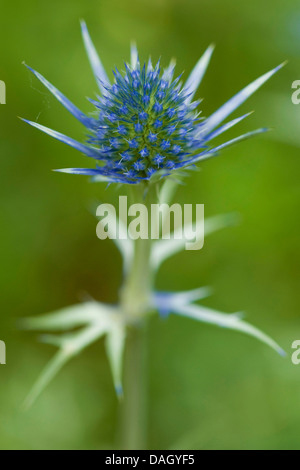 Mittelmeer-Holly (Eryngium Bourgatii), Blütenstand Stockfoto