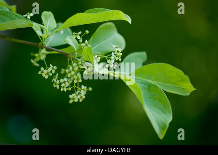 Europäische Spindel-Baum (Euonymus Europaea, Euonymus Europaeus), Zweig mit Blüten und Blättern, Deutschland Stockfoto