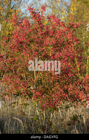 Europäische Spindel-Baum (Euonymus Europaea, Euonymus Europaeus), Fruchtbildung, Deutschland Stockfoto