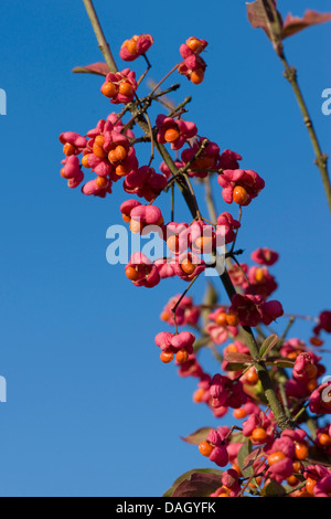 Europäische Spindel-Baum (Euonymus Europaea, Euonymus Europaeus), Zweig mit Früchten, Deutschland Stockfoto