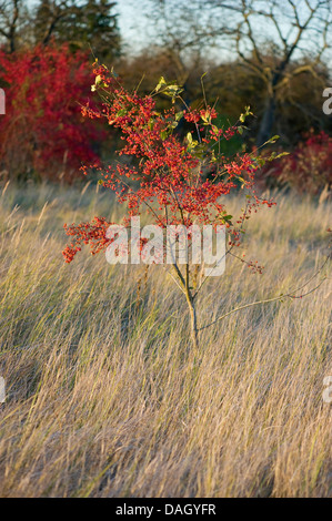 Europäische Spindel-Baum (Euonymus Europaea, Euonymus Europaeus), junge Bush auf einer Wiese im Herbst, Deutschland Stockfoto