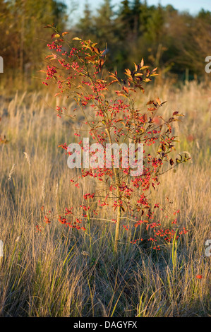 Europäische Spindel-Baum (Euonymus Europaea, Euonymus Europaeus), junge Bush auf einer Wiese im Herbst, Deutschland Stockfoto